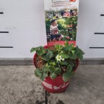 Jahoda previslá (Fragaria) ´LUCKY BERRY´ - výška 10-15 cm, kont. C5L